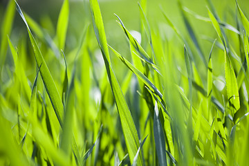 Image showing Field of green grass closeup. 