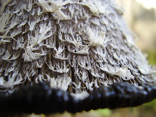 Image showing mushroom