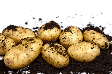 Image showing Newly harvested potatoes and soil closeup on white background.