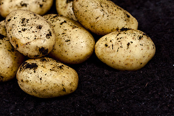 Image showing Newly harvested potatoes closeup ond soil background. 