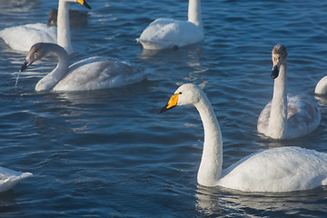 Image showing Beautiful white whooping swans