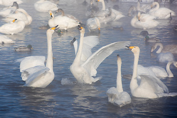 Image showing Beautiful white whooping swans