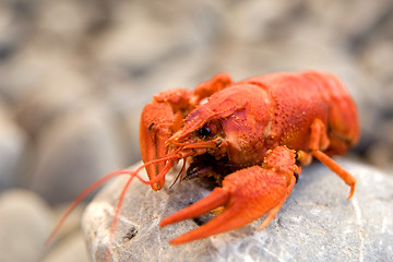 Image showing Red boiled crawfish