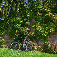 Image showing Greenery in Palma de Mallorca