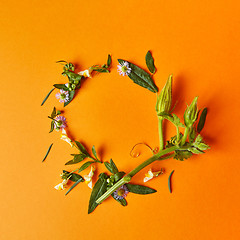 Image showing a round frame of flowers and leaves