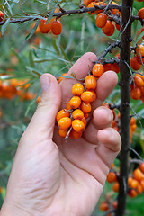 Image showing Branch with berries of sea-buckthorn in the garden. A man\'s hand holds berries