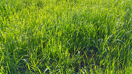 Image showing Fresh green grass with sunlight 