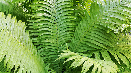 Image showing Green fresh fern branches