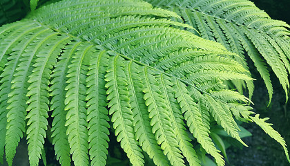 Image showing Natural green fresh fern branch