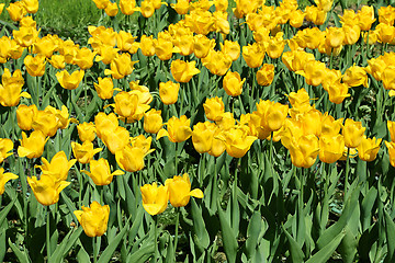 Image showing Beautiful yellow tulips