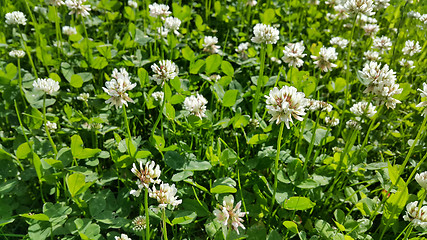 Image showing White clover in a summer meadow