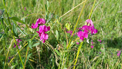 Image showing Beautiful pink sweet peas flower 