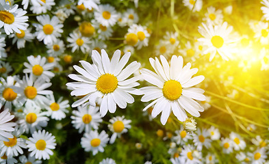 Image showing Beautiful chamomile flowers