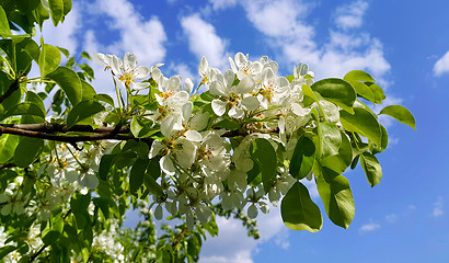 Image showing Branch of a spring fruit tree with beautiful white flowers 