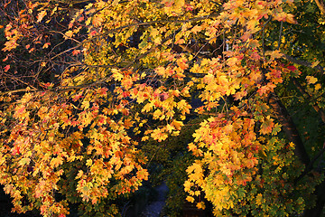 Image showing Foliage of bright yellow autumn maple tree