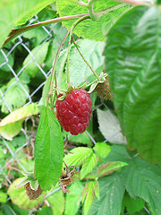 Image showing Branch of raspberries 