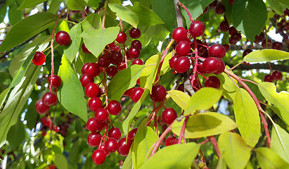 Image showing Bright berries of bird cherry