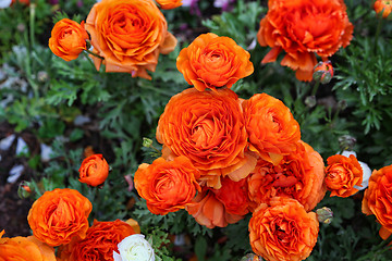 Image showing Beautiful bright orange flowers