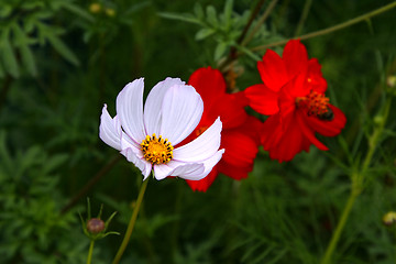 Image showing Beautiful cosmos flower 