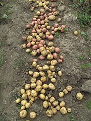 Image showing Fresh organic potatoes on the ground