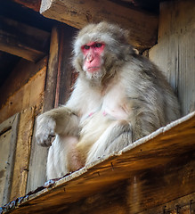 Image showing Japanese macaque on a rooftop, watayama monkey park, Kyoto, Japa