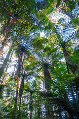 Image showing Giant Sequoia redwood forest, Rotorua, New Zealand