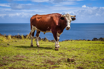 Image showing Beef on easter island cliffs