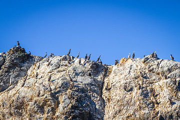 Image showing Cormorants on a cliff in Kaikoura Bay