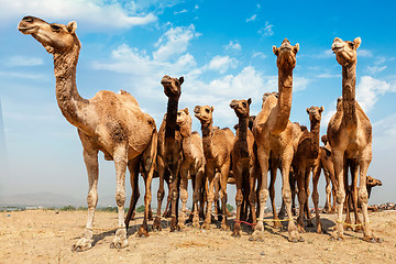 Image showing Camels at Pushkar Mela Pushkar Camel Fair , India