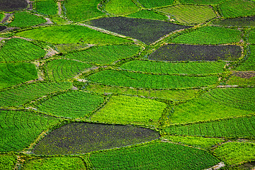 Image showing Green fields close up, India