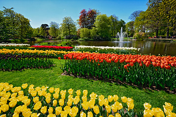 Image showing Blooming tulips flowerbed in Keukenhof flower garden, Netherland