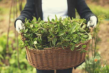 Image showing gardening wooden basket with herbs