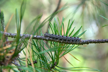 Image showing Lymantria dispar caterpillars move in forest.