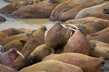 Image showing Life Atlantic walruses at haul out sites is (at most) of sleep and small conflicts with neighbors