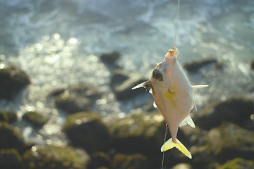 Image showing Amateur fishing in India 6. This triggerfish caught on clam meat