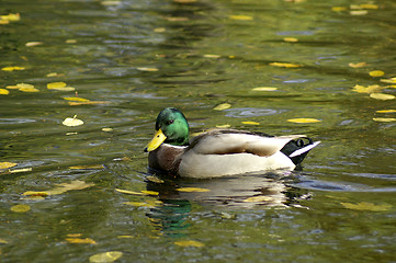 Image showing Wild duck