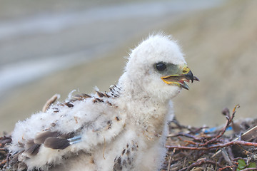 Image showing white fluffy nestling birds of prey