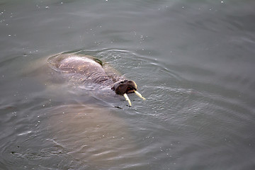 Image showing two Atlantic walruses Odobenus rosmarus rosmarus