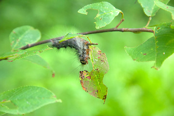 Image showing Lymantria dispar caterpillars move in forest.