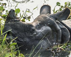 Image showing Indian rhinoceros Rhinoceros unicornis or one-horned rhinoceros