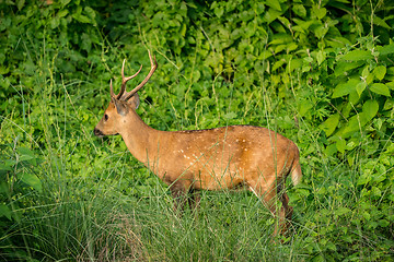 Image showing spotted or sika deer in the jungle