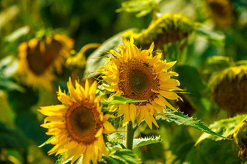 Image showing Sunflower and bees in the garden