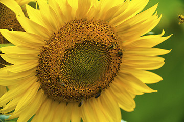 Image showing Sunflower and bees in the garden