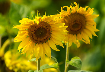 Image showing Sunflower and bees in the garden