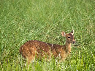 Image showing Sika or spotted deer in elephant grass tangle