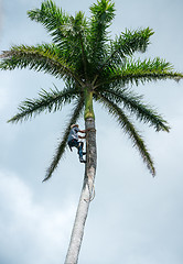 Image showing Adult male climbs coconut tree to get coco nuts