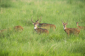 Image showing Sika or spotted deers herd in the elephant grass