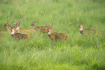 Image showing Sika or spotted deers herd in the elephant grass