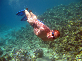 Image showing Diver and coral reef