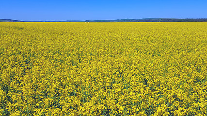 Image showing Infinite yellow: rapeseed field